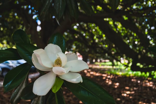 Reclaiming Pedagogical Purpose During Difficult Times